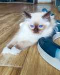 Kocurek ragdoll już do odbior