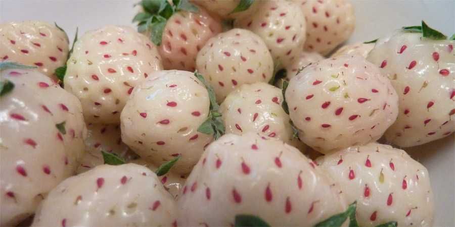 Plantas e  Frutas Tropicais