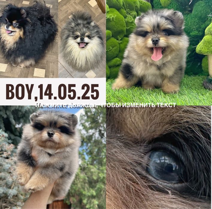 Вяжущий кобель мерле з підпалом