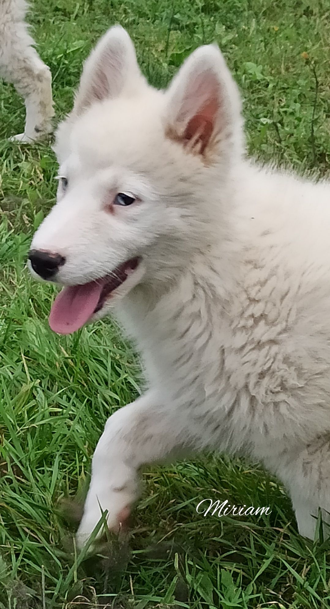 Łajka jakucka nie owczarek nie samojed nie border