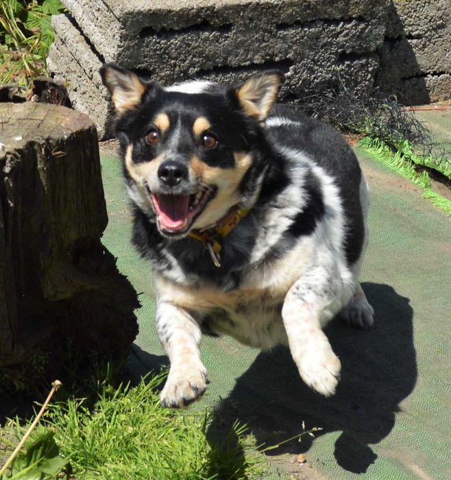 Sympatyczny, maleńki kierownik Gutek szuka miłości na zawsze.