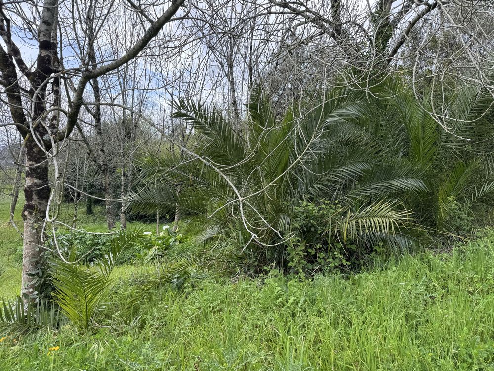 Palmeira Diversos Tamamhos
