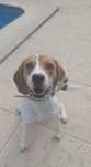 Beagle Fêmea para Adopção Responsável