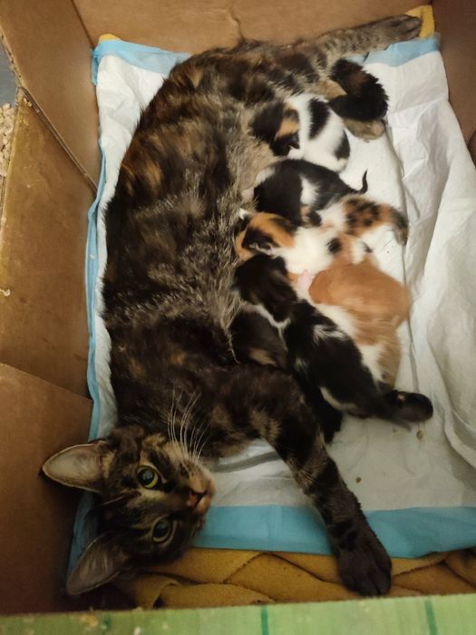 Kocia mama  do adopcji. Kotki zarezerwowane