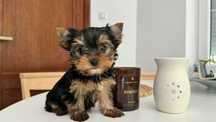 Chłopczyk Yorkshire Terrier Mini z Rodowodem