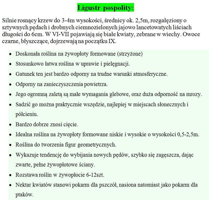 Ligustr pospolity - Liguster - Żywopłot -- 20-50cm --- 100szt.