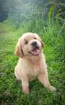 Ciemno złoty golden retriever piesek