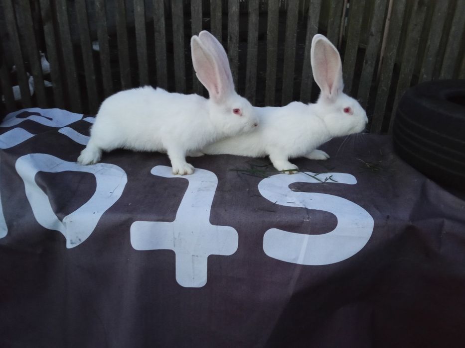 Belgijski Olbrzym Biały samiczki