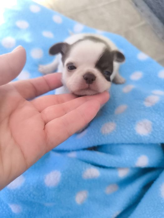 Chihuahua Super  Mini. Menina Chocolate e branco..Cabeça de maçã.