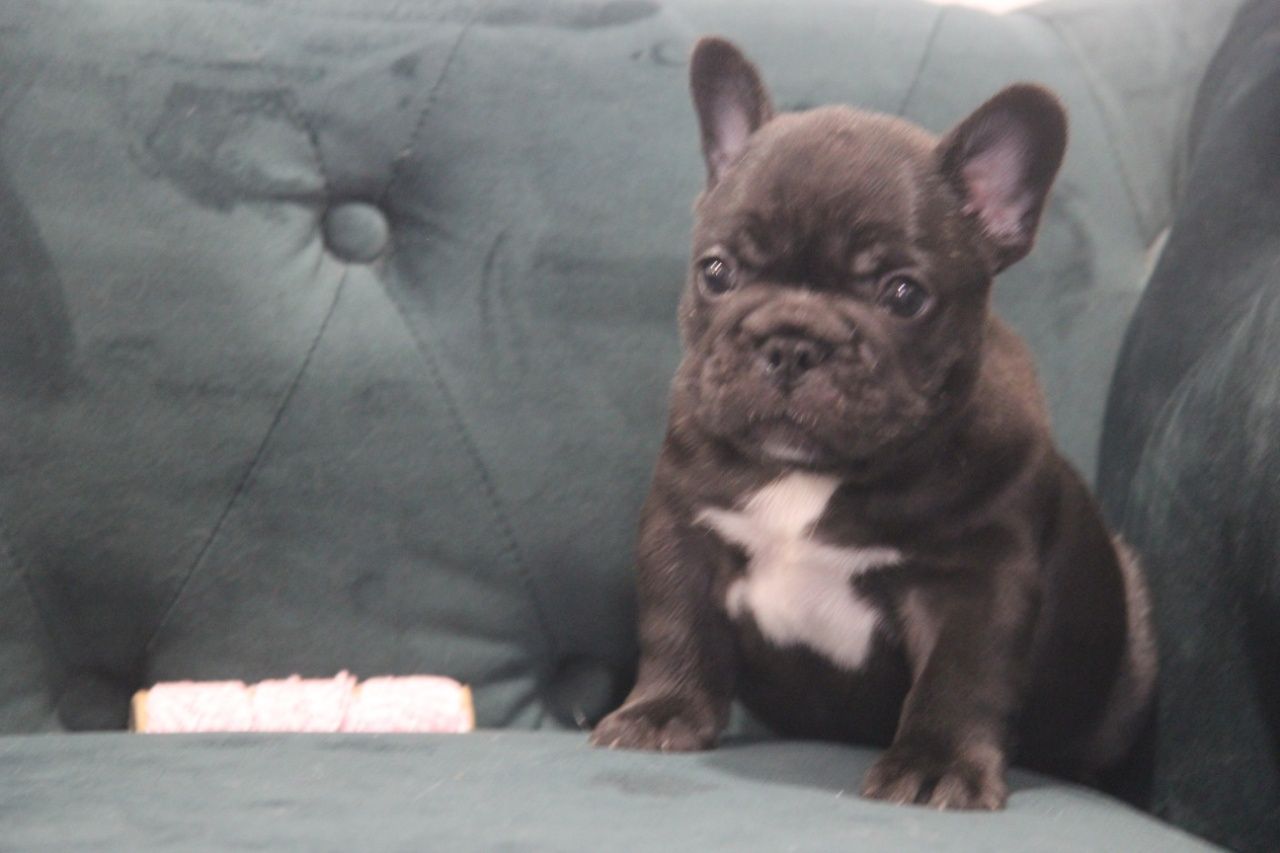 bulldog tigrado macho