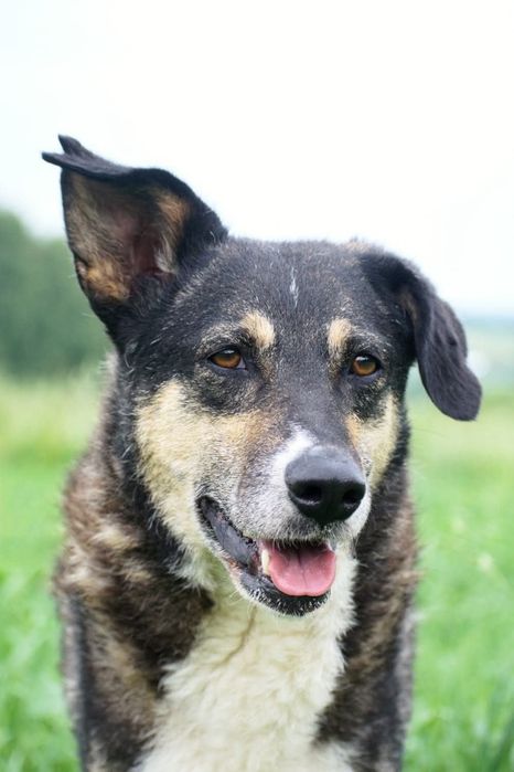 Roxi pilnie szuka kochającego domu