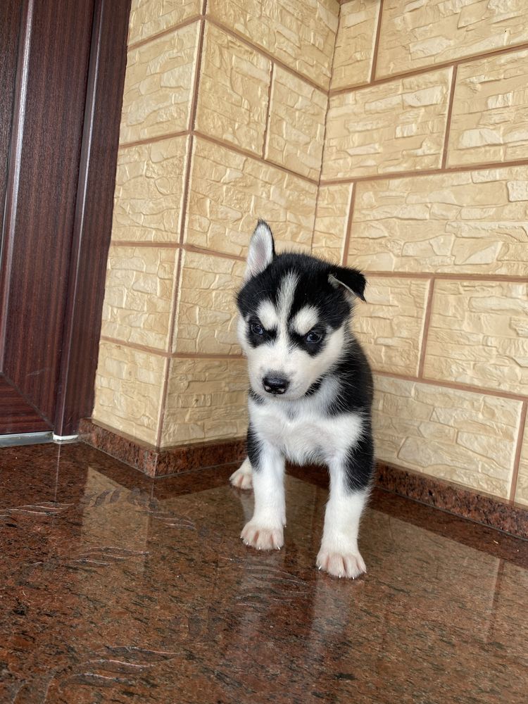 Husky Syberyjski