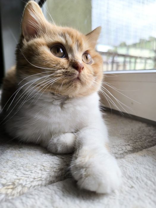 Kot Brytyjski kocur FPL opcja hodowlana