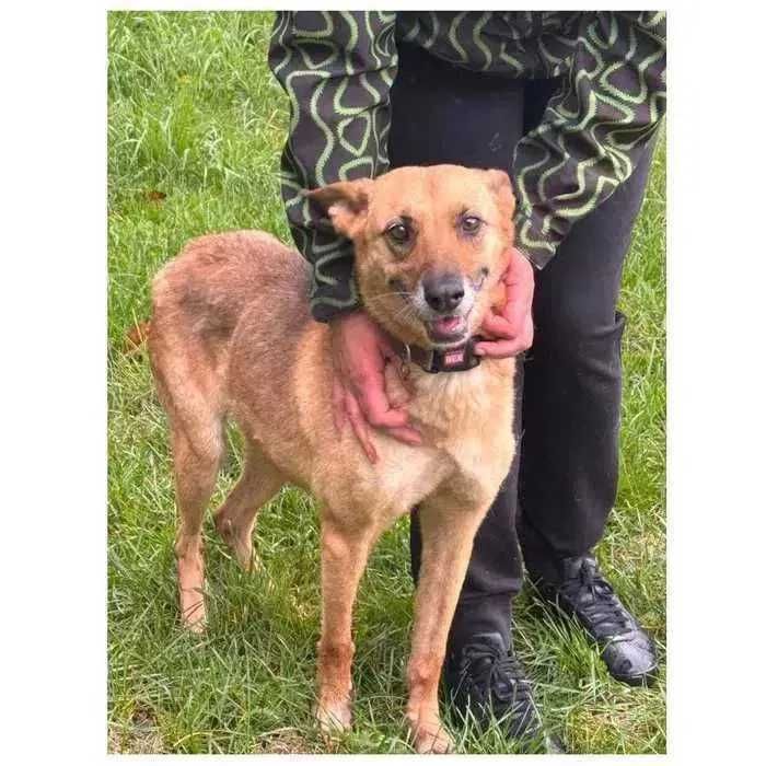 Руна, активная собака в добрые руки