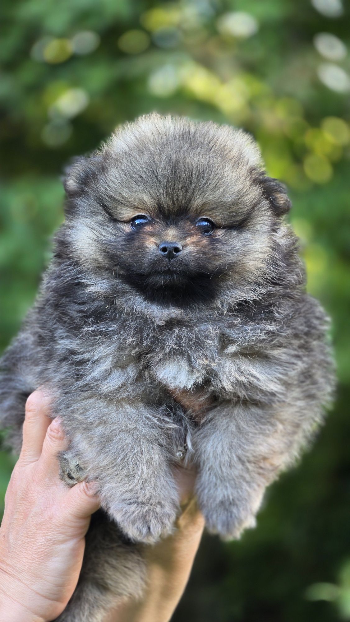 Pomeranian cudowna suczka