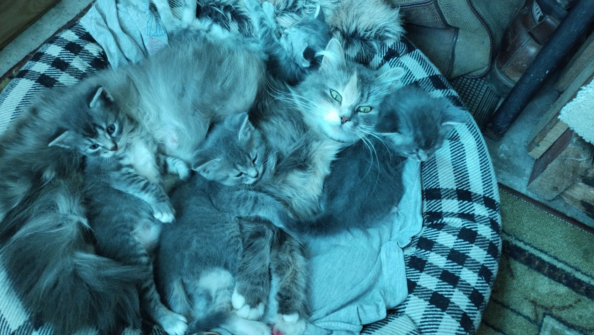 Котинята 2 місяця в добрі руки