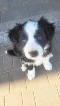 Sprzedam pieska rasy Border collie z rodowodem