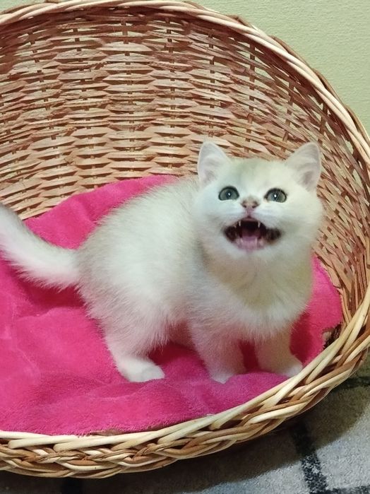 Шикарний котик чекає на Вас