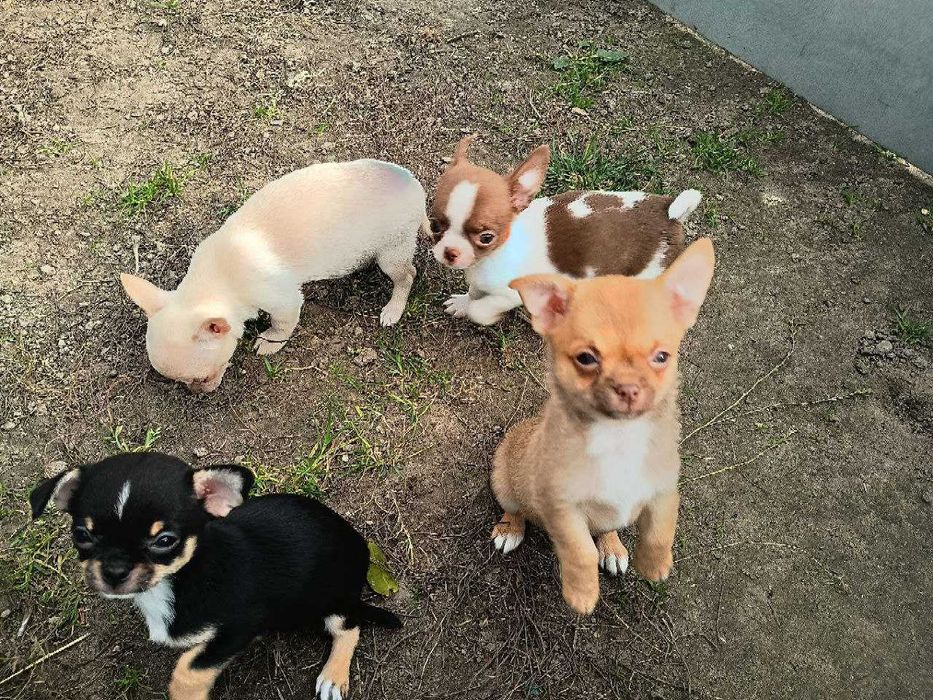 Чихуахуа дітки, хлопчики