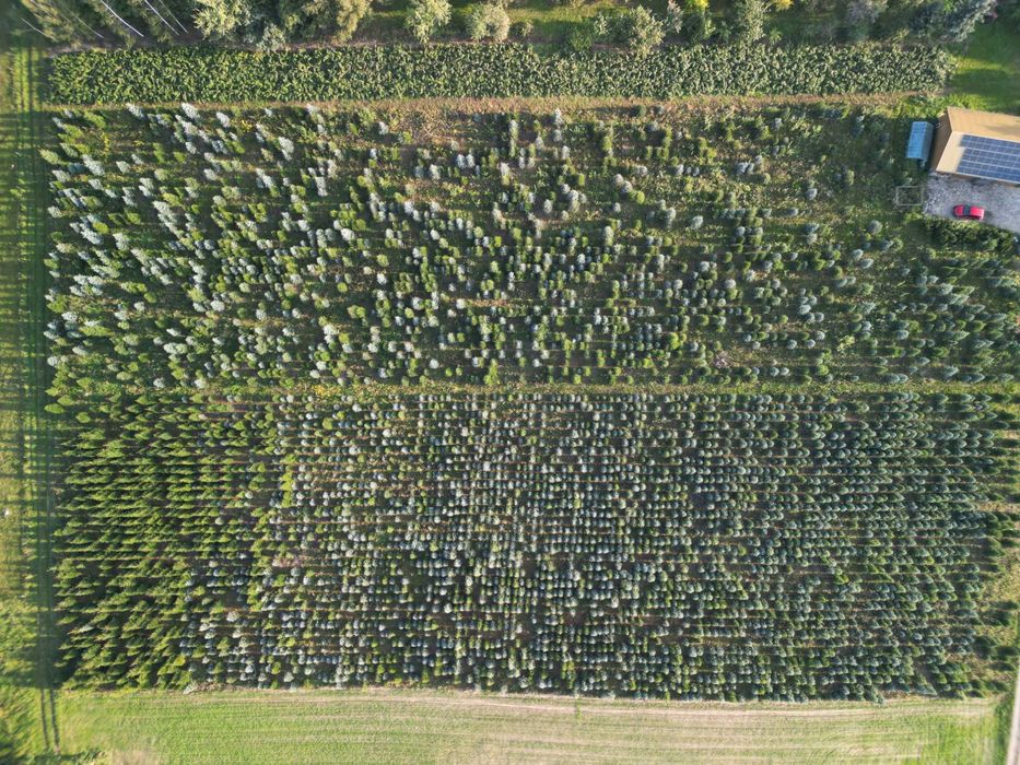 Choinki - Świerk Srebrny