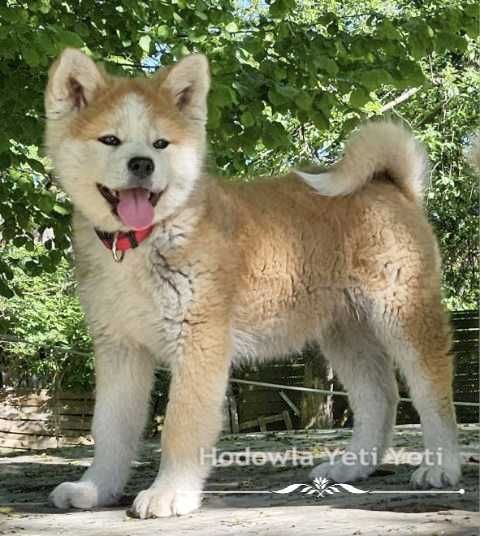 Akita inu, Japońska szczeniak suczka piesek do odbioru