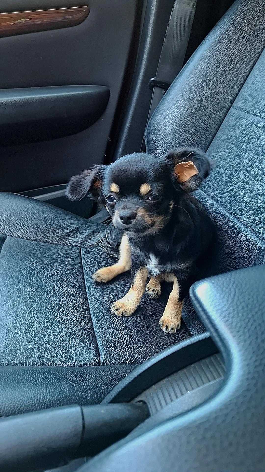 Czarno-podpalany długowłosy chihuahua samiec gotowy do odbioru/rodowód