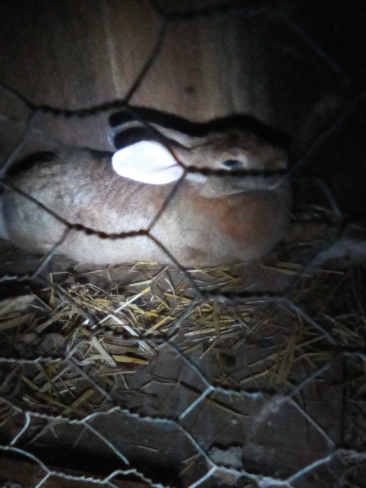 Vendo coelhas de boa raça para criação