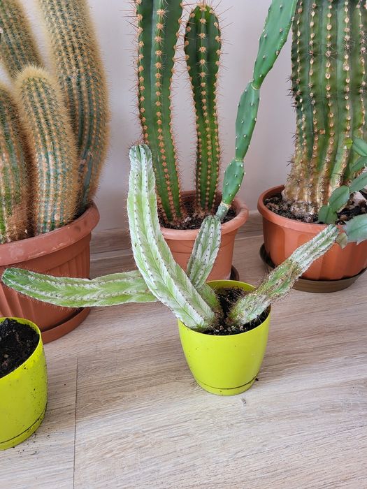 Kaktusy-cała kolekcja domowa