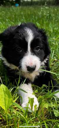 Piesek Border Collie gotowy do odbioru