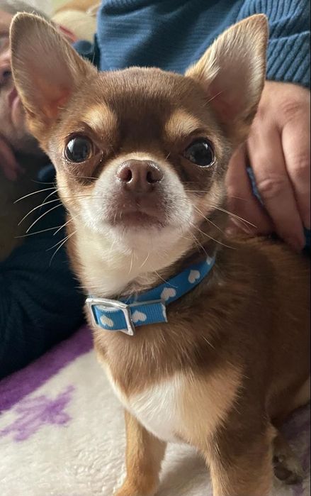 Chihuahua samiec