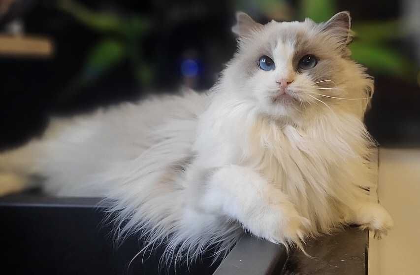 Dorosła kotka Ragdoll z rodowodem - kastratka
