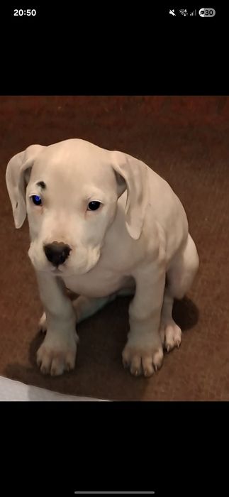 Piękna  suczka bandoga nie dog argentyński amstaff