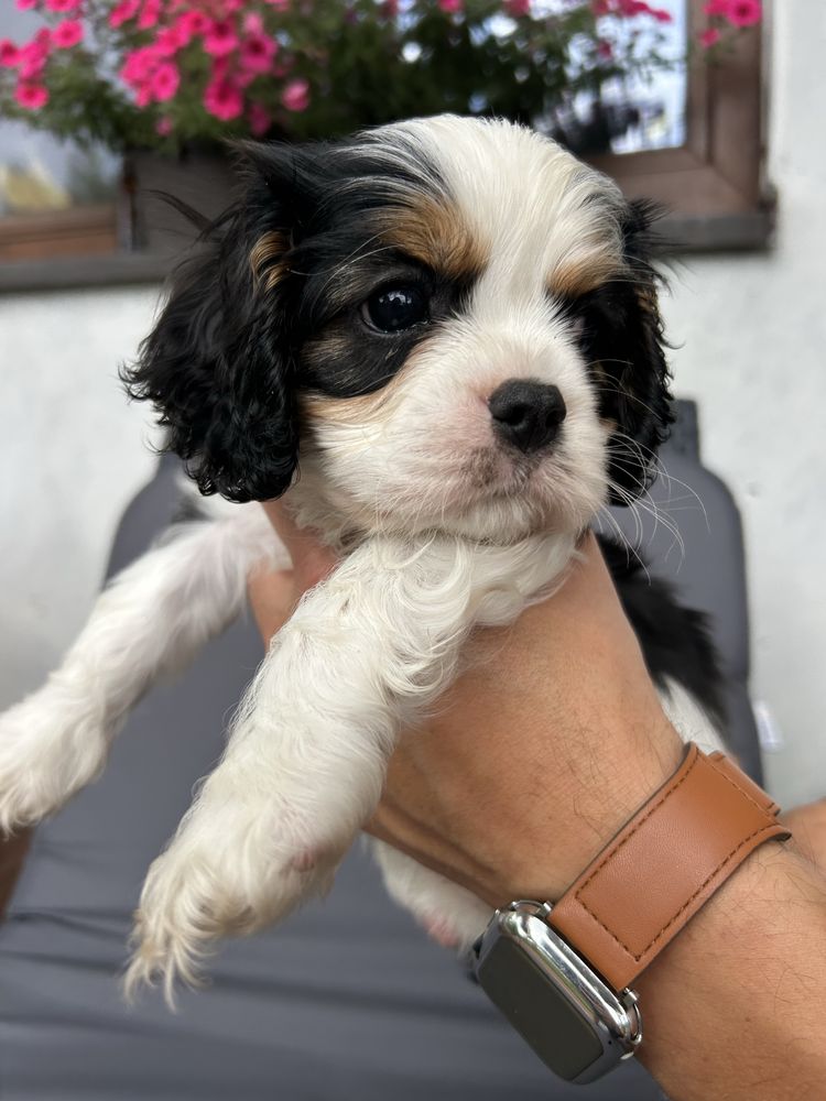 Cavalier king charles spaniel na kolana