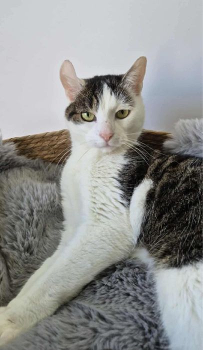 Urocza Fruzia do adopcji