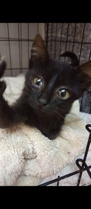 2 miesięczna kotka szuka domu niewychodzącego