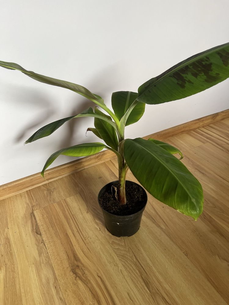 Bananowiec Ensete Ventricosum "Large seed"i inne odmiany bananowców