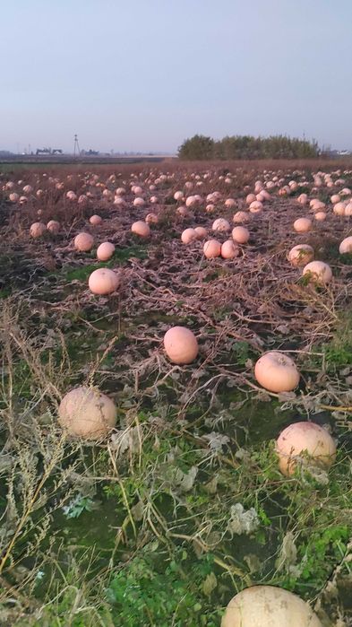Dynia na pasze dla bydła