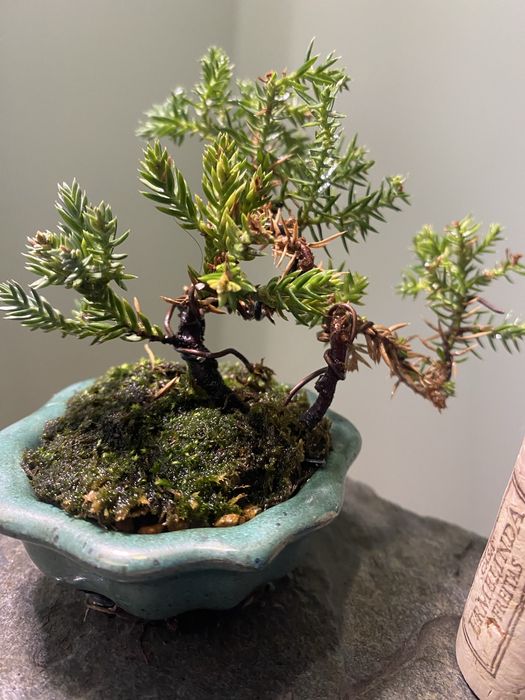 Bonsai juniperus nana