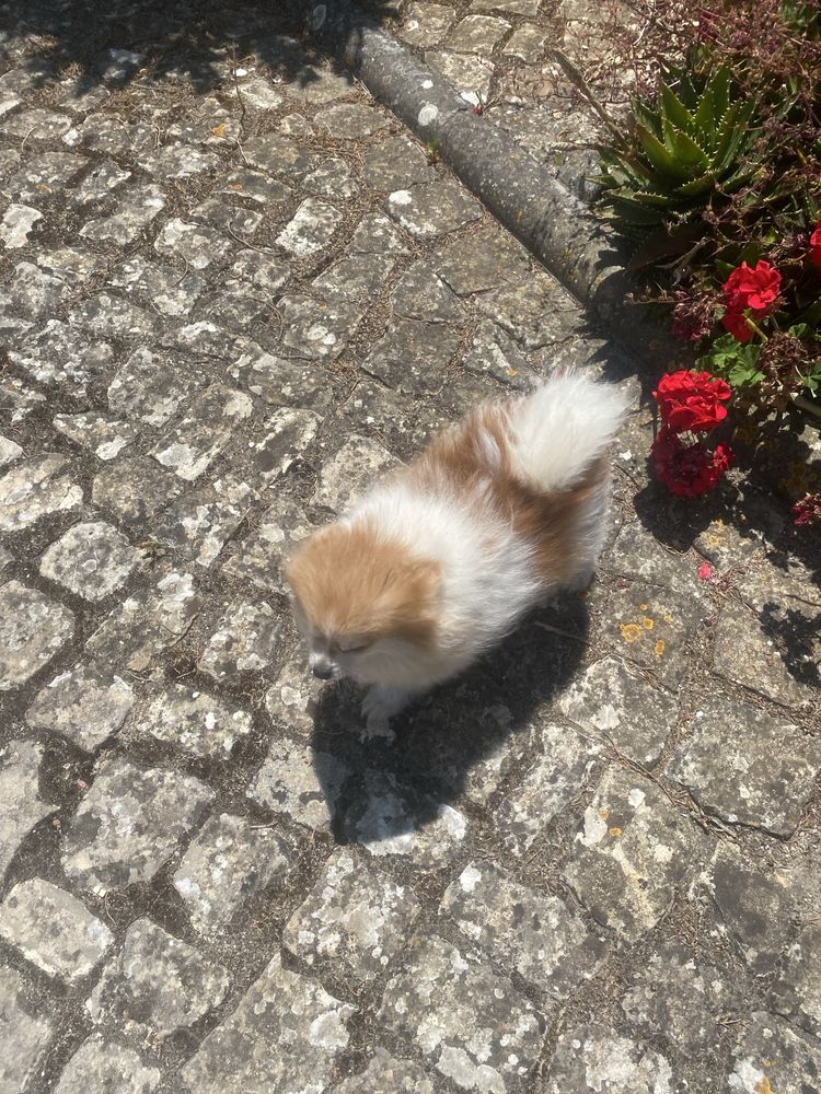 Sptitz Alemão  macho super mmi 2 kos