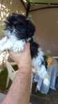 Sunia  Shih Tzu Tricolor