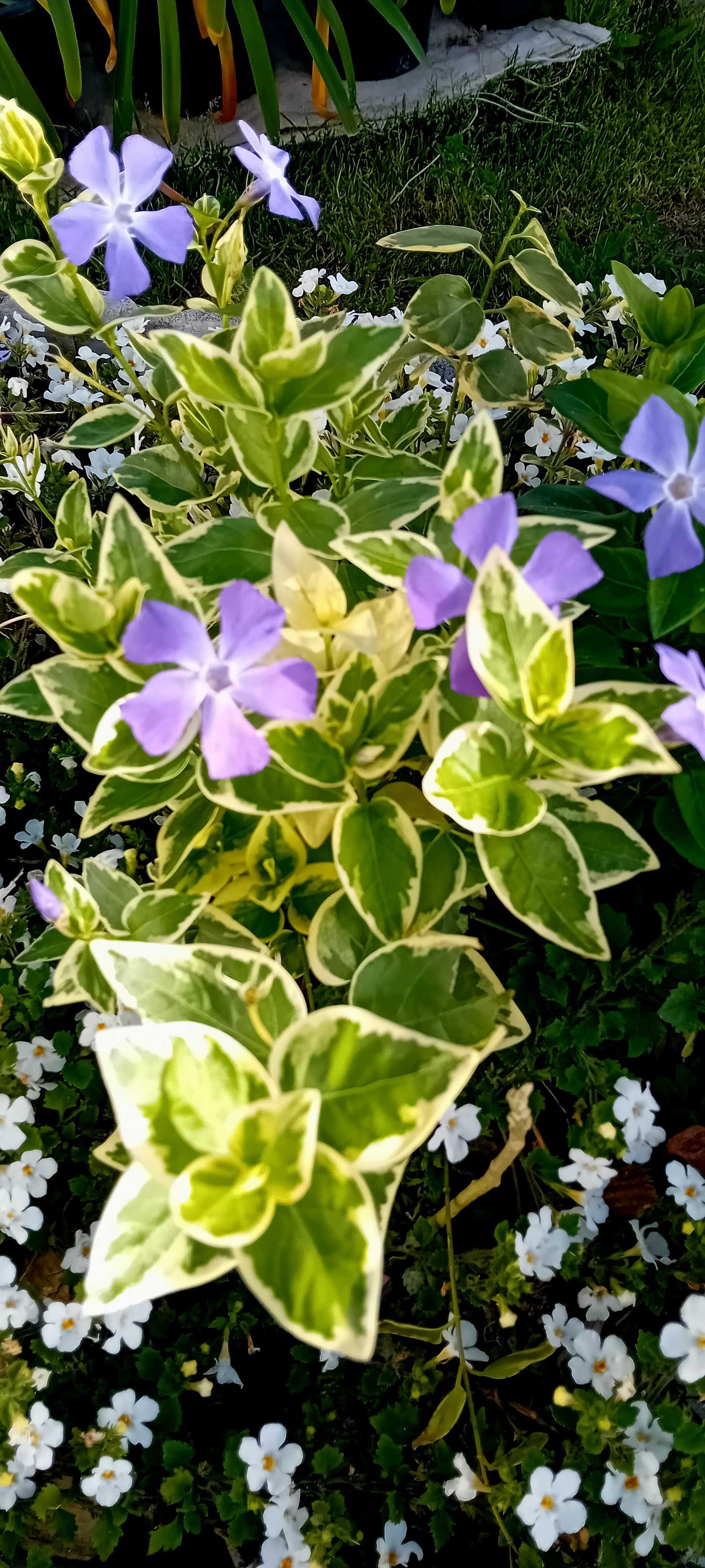 Plantas de Vinca Maior variegada ou nao variegada