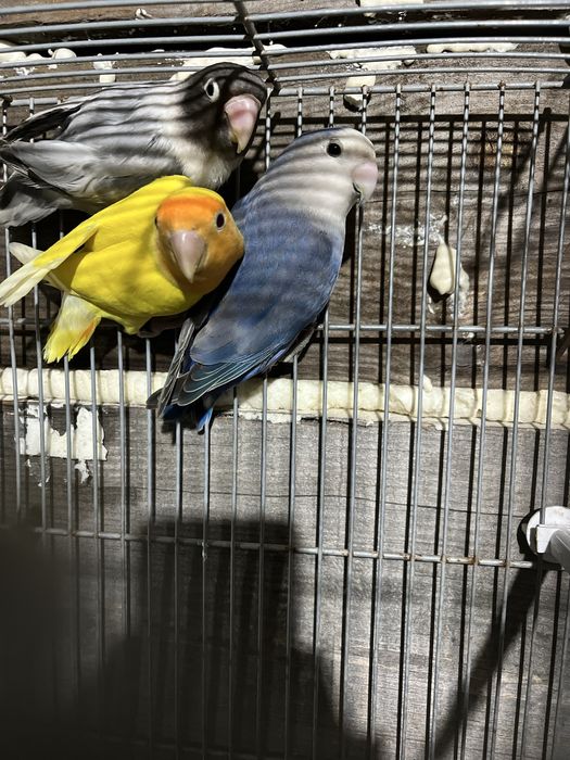 Agapornis roseicollis e agapornis personta