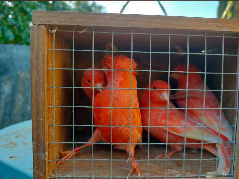 Canários machos e fêmeas