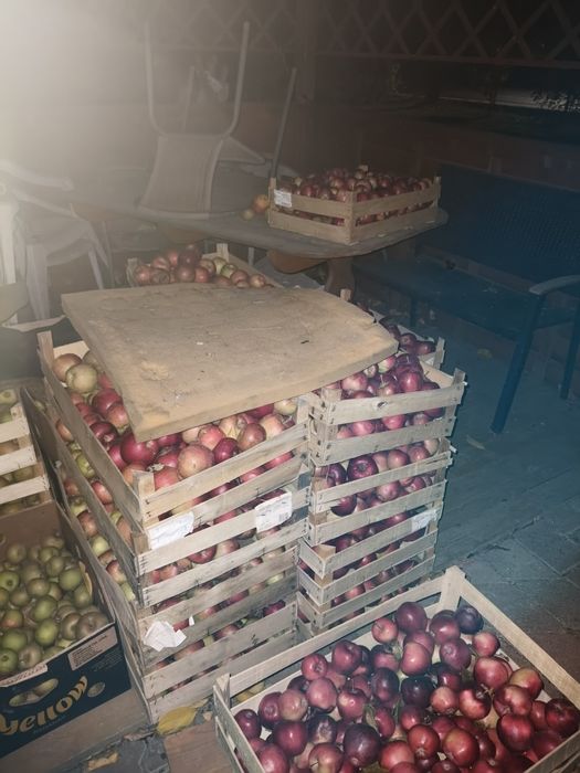 Jabłka dobre, niepreskane z własnego sadu