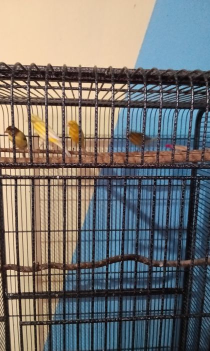 Kanarki miniatura hiszpańska