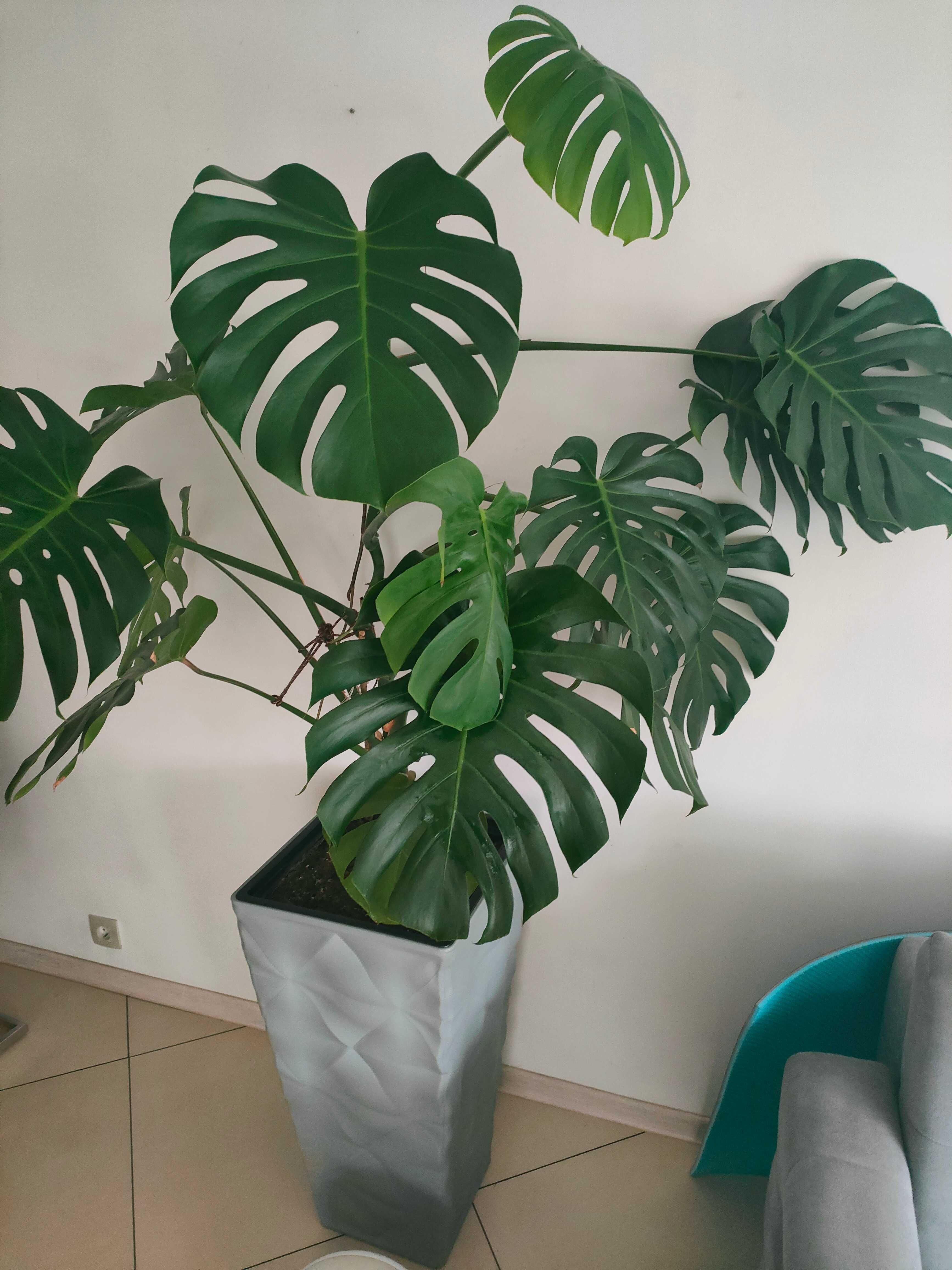 Monstera         .