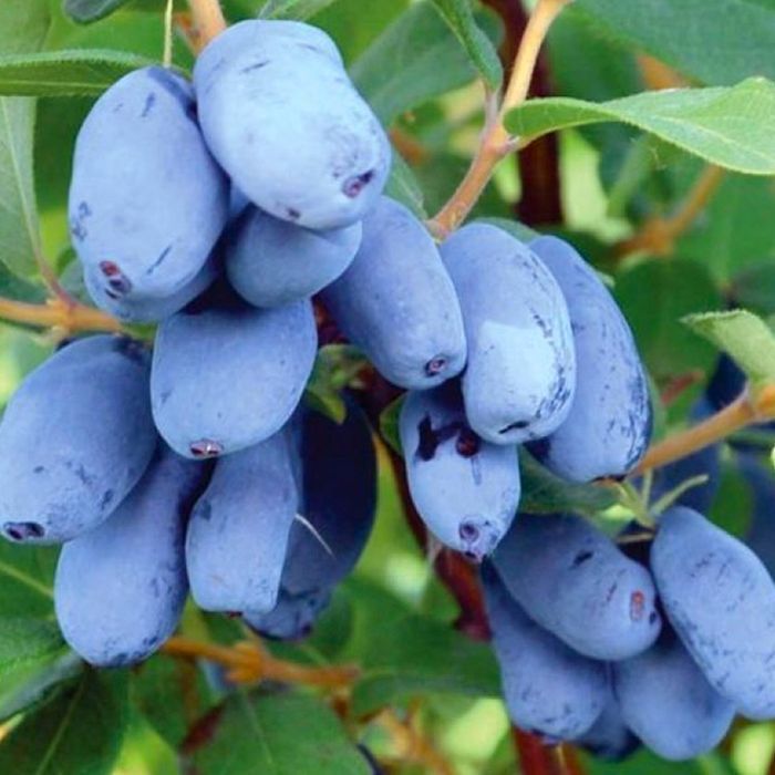 Саджанці жимолості  ОПТ–Роздріб / Саженцы жимолости ОПТ–Розница