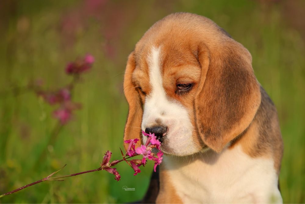 Beagle chlopiec z domowej hodowli FCI
