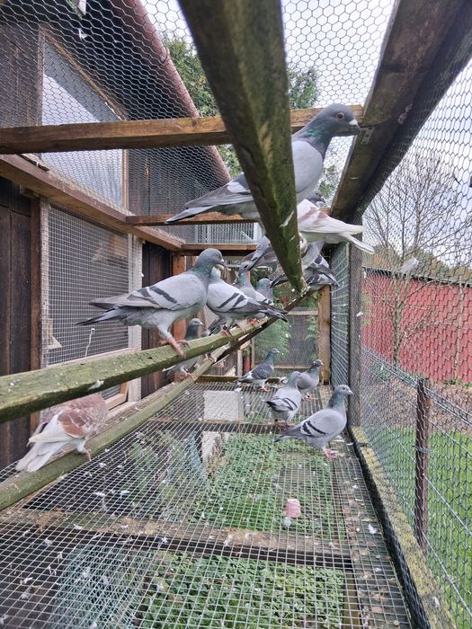 Likwidacja Hodowli Gołębie pocztowe plus zegar Tauris compact plus