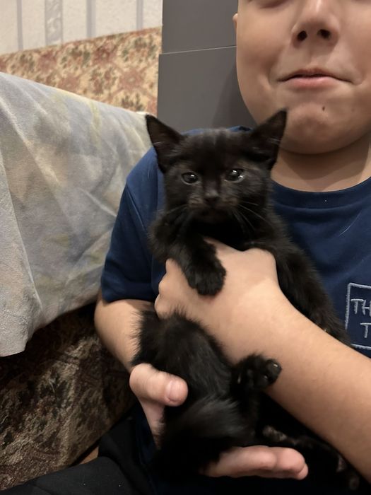 Дуже гарне чорне кошеня. 2 місяці.